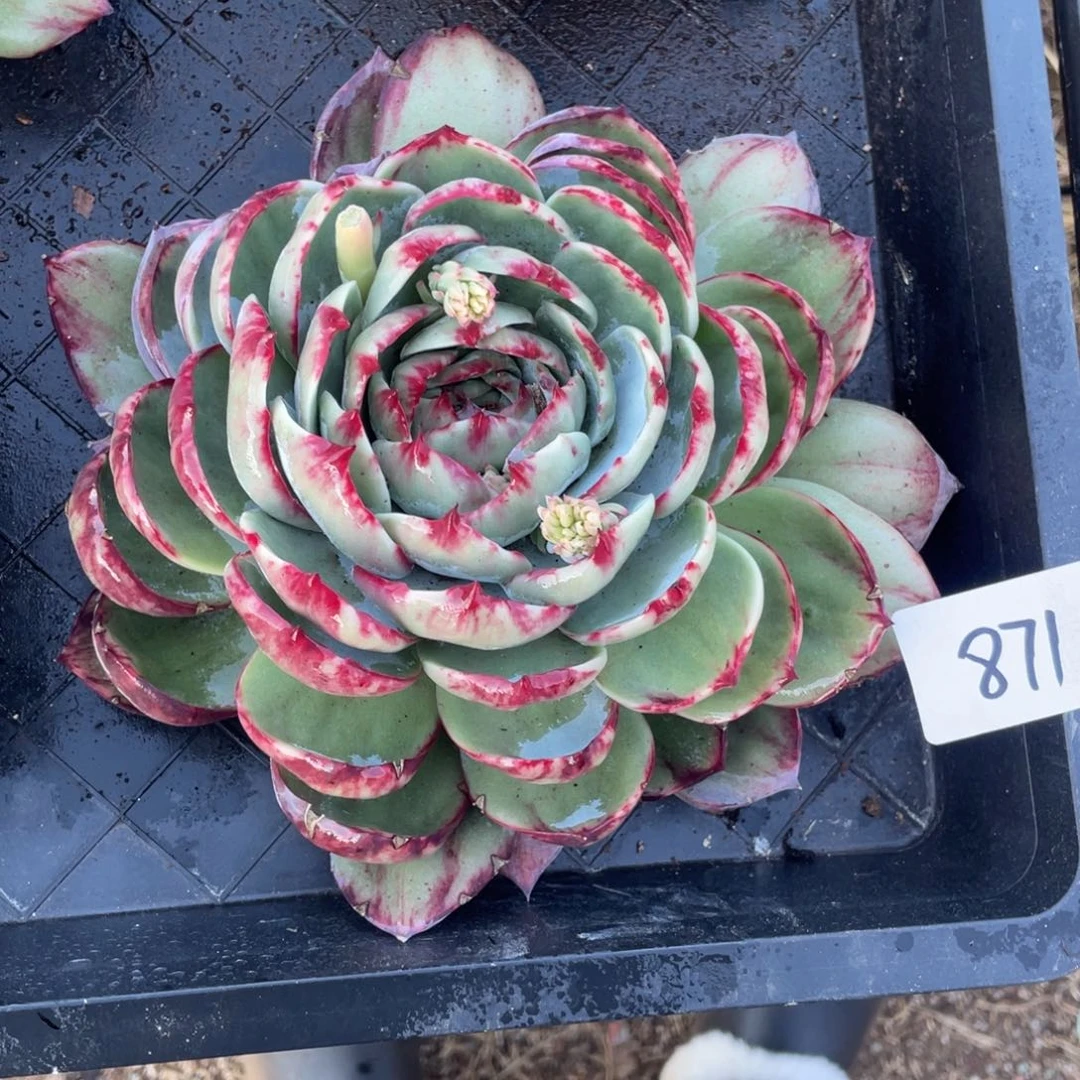 惊鸿仙子冠服22左右