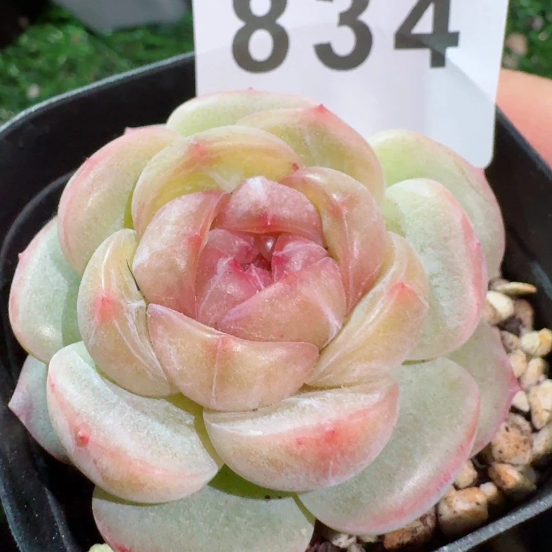 长相思         精品多肉