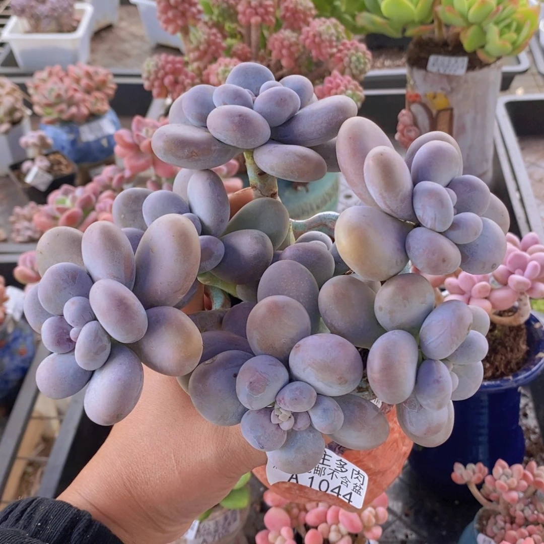 芭比奶洛15cn1044多肉植物