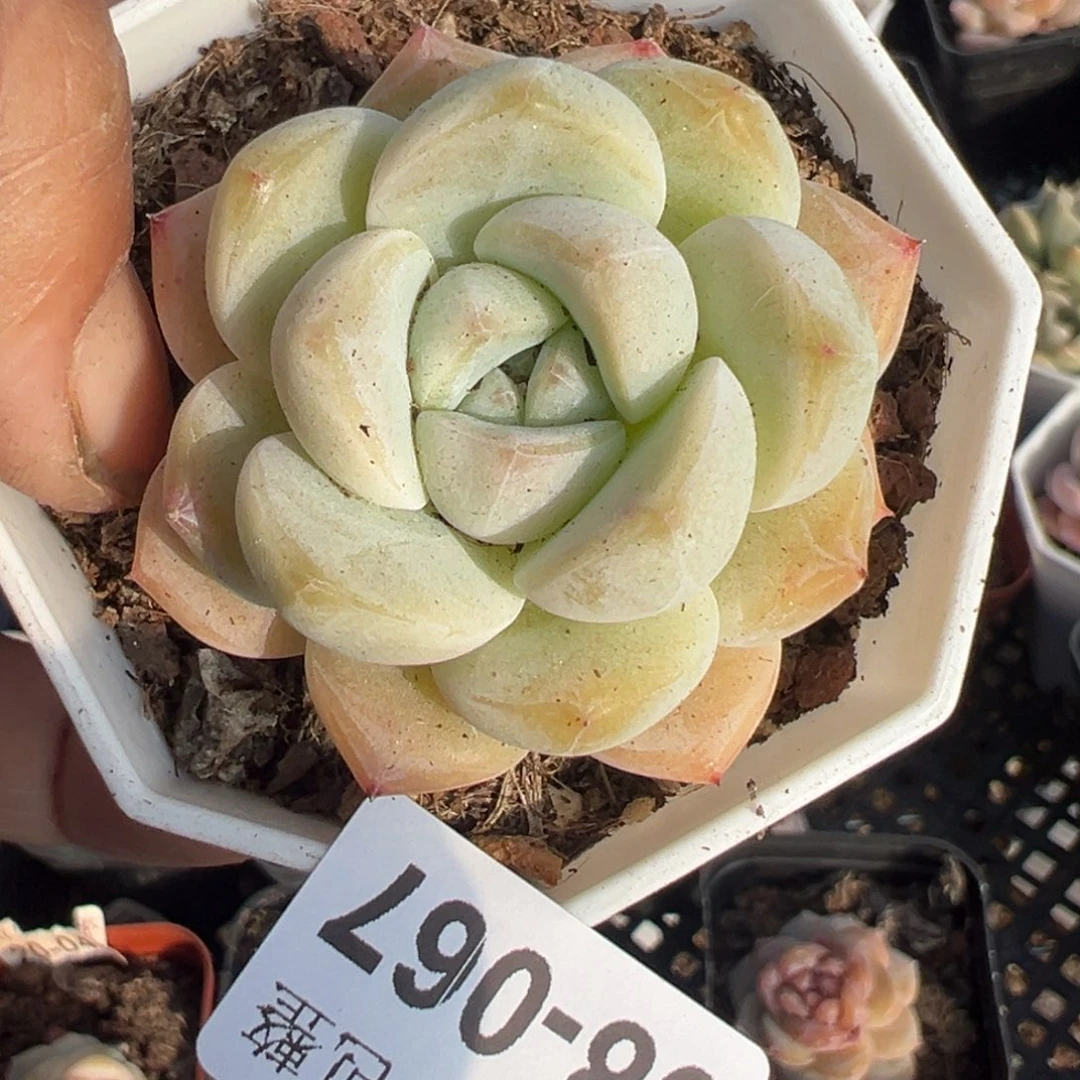 小卡拉米糖心一物一拍8-67