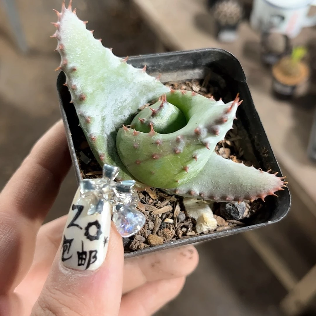 守****?24929一物一拍单头发货