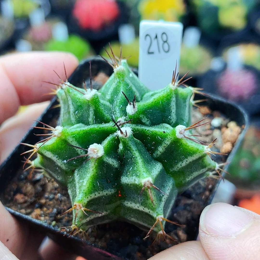 斑马非偏远地区满25包邮仙人球裸根