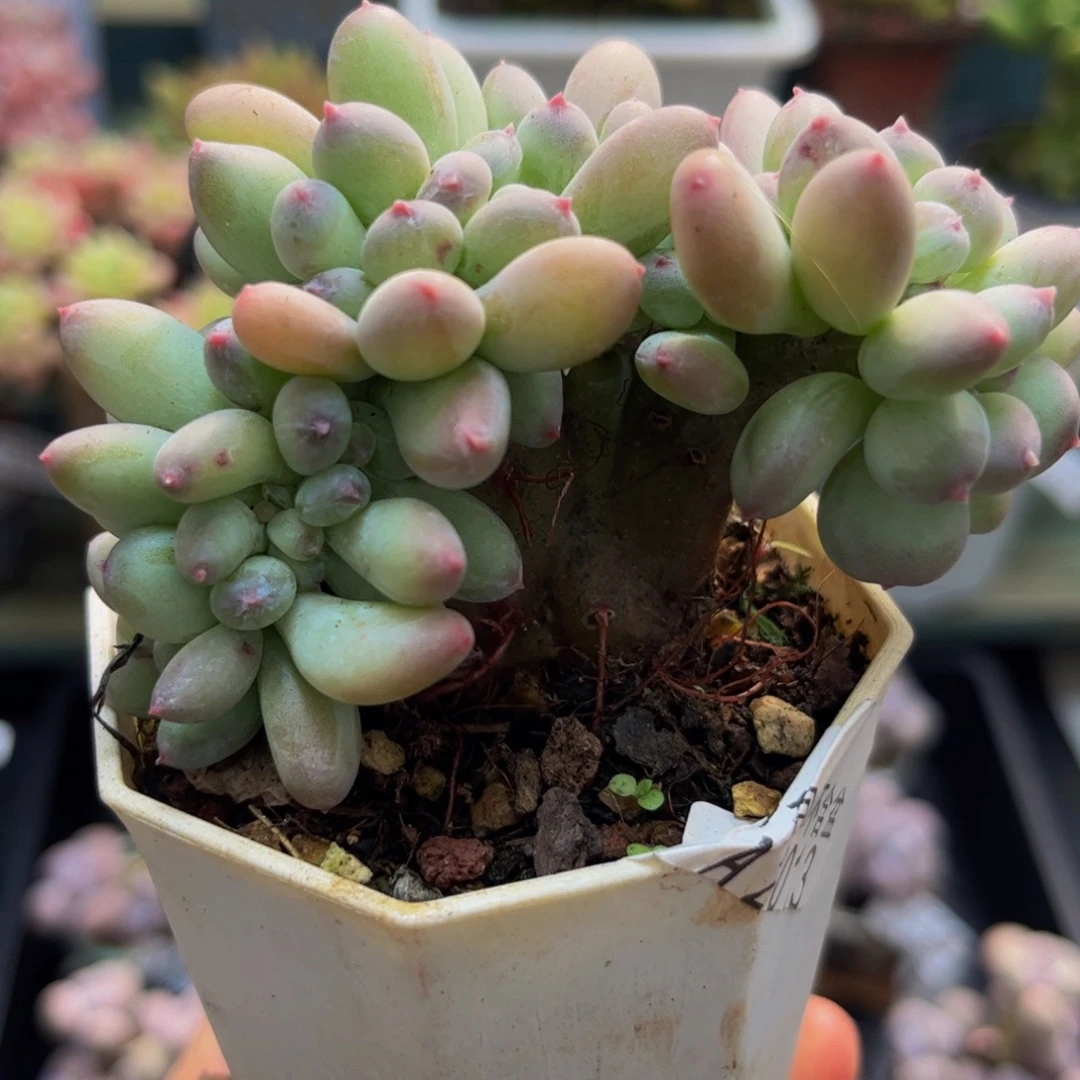 2013苹果奶缀6cm多肉