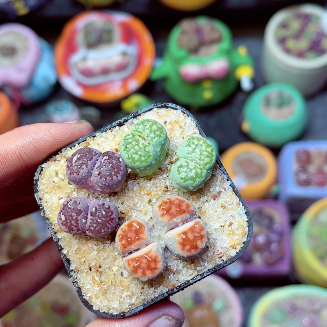 160生石花带盆发