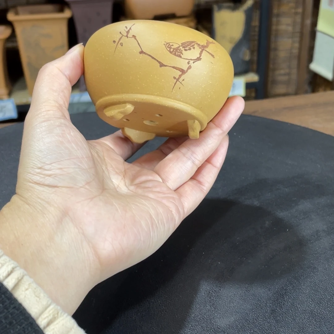 紫砂花盆我的微风