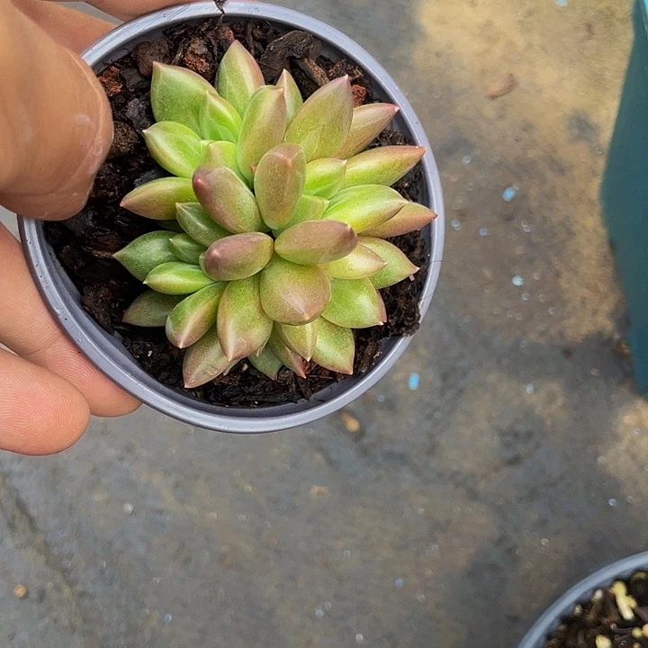 迷雾泡泡一物一拍
