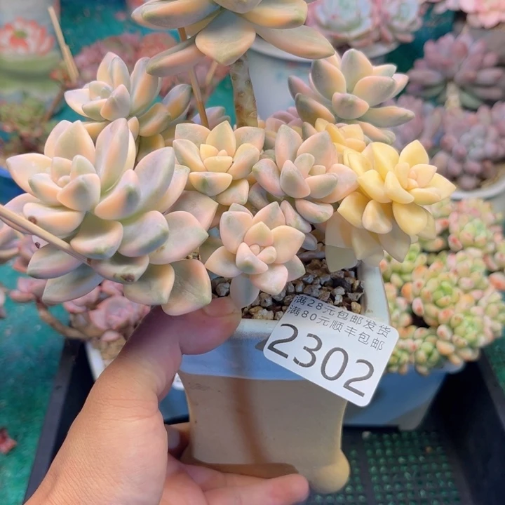 蓝***果大2302，xccvvbbbbbn