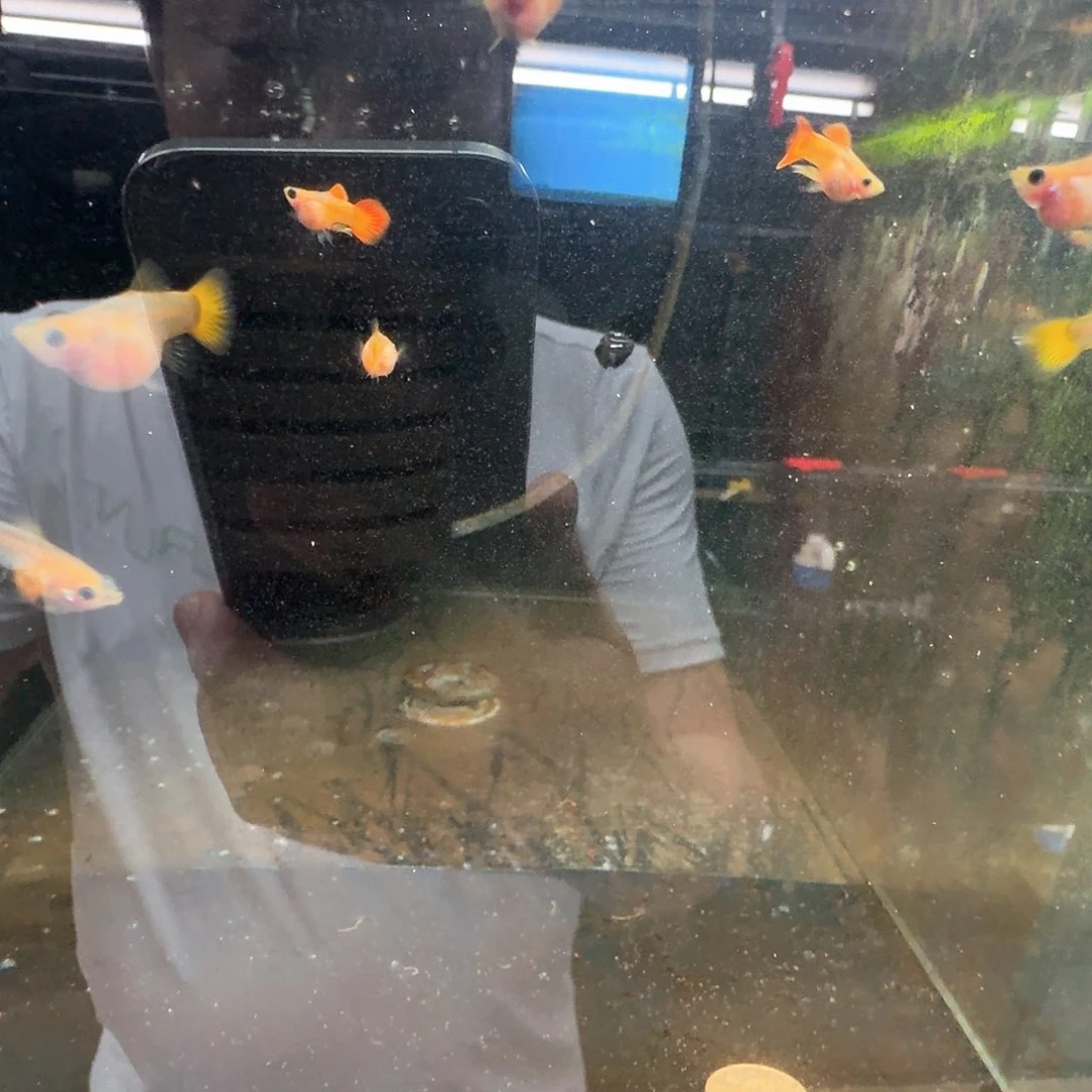 孔雀鱼风*皇家落日玻璃猫球一对