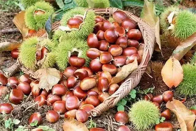 百年老树大果【一斤45粒左右】