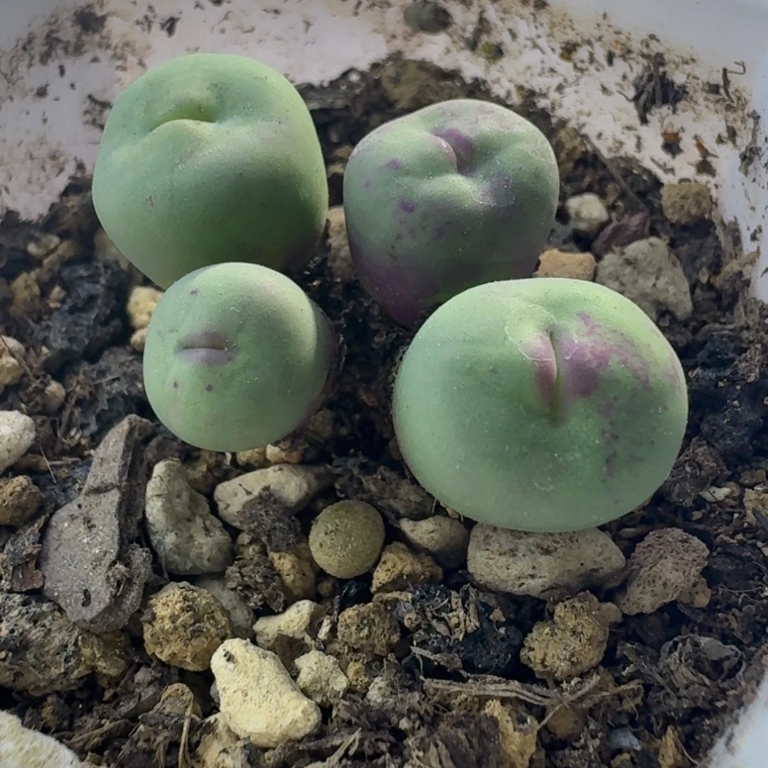 4号四头噘嘴0.7-1.1