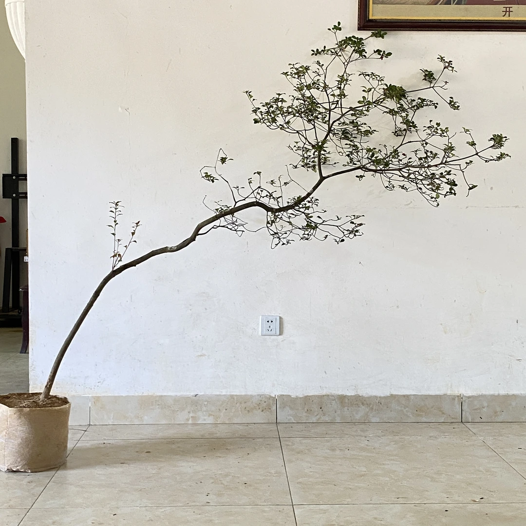 高山栀子花盆景禅意装饰