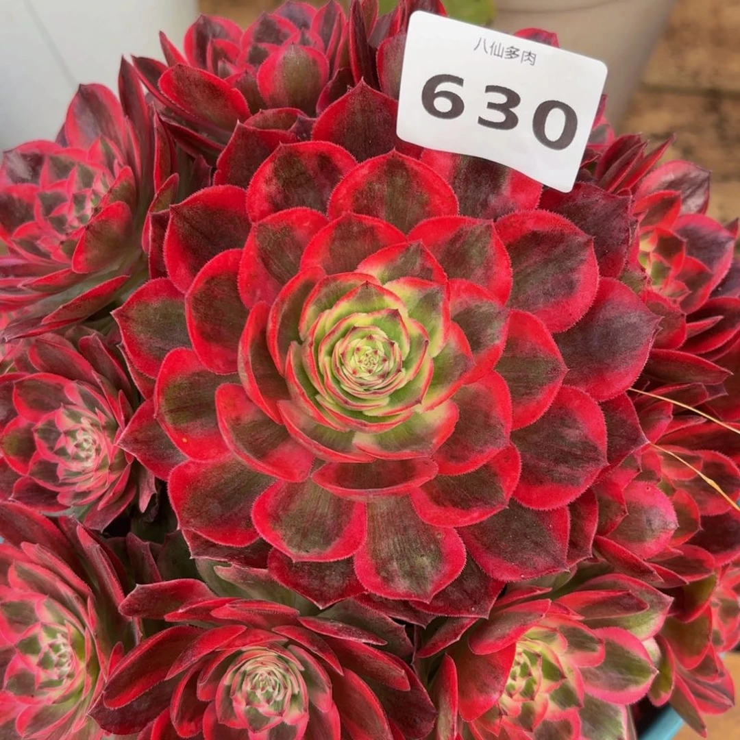 630多肉植物云河