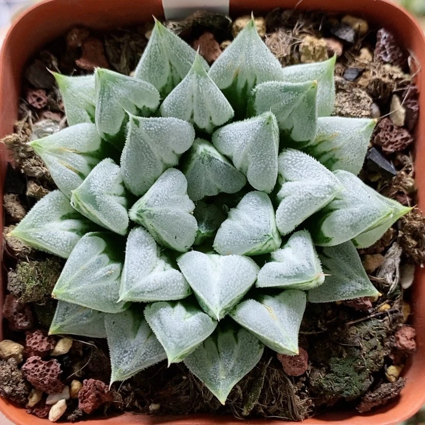 【闪购商品】36爱心寿母本
