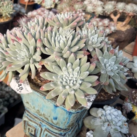 A****張谢谢姐姐～带盆完毕