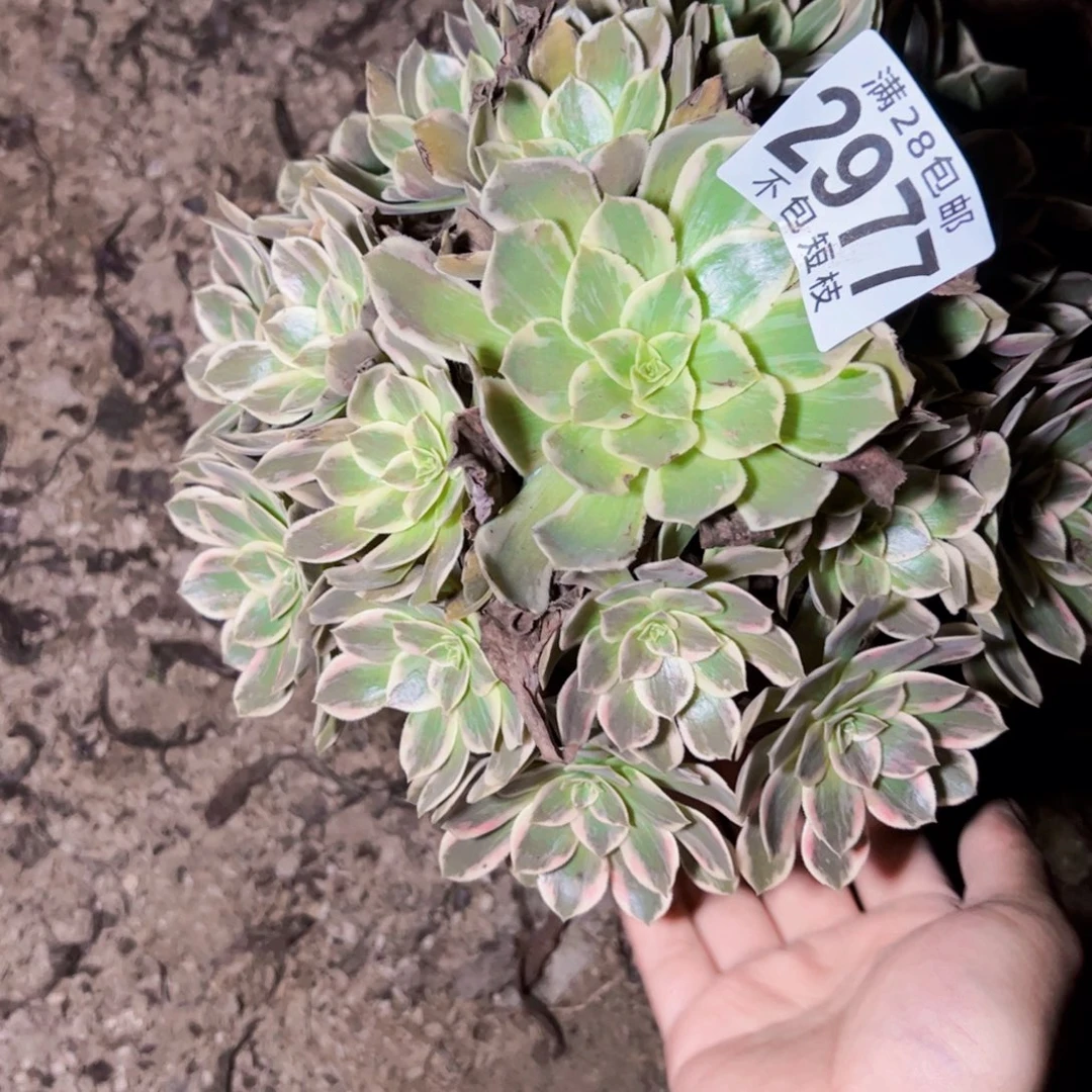 2977浣纱多肉植物2977