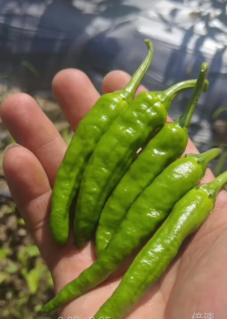 松江源小香椒，皮薄，香脆，可做虎皮椒，皮蛋辣椒，各类肉搭小炒
