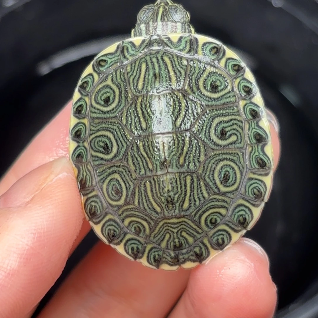 不分公母宠物龟全品大河