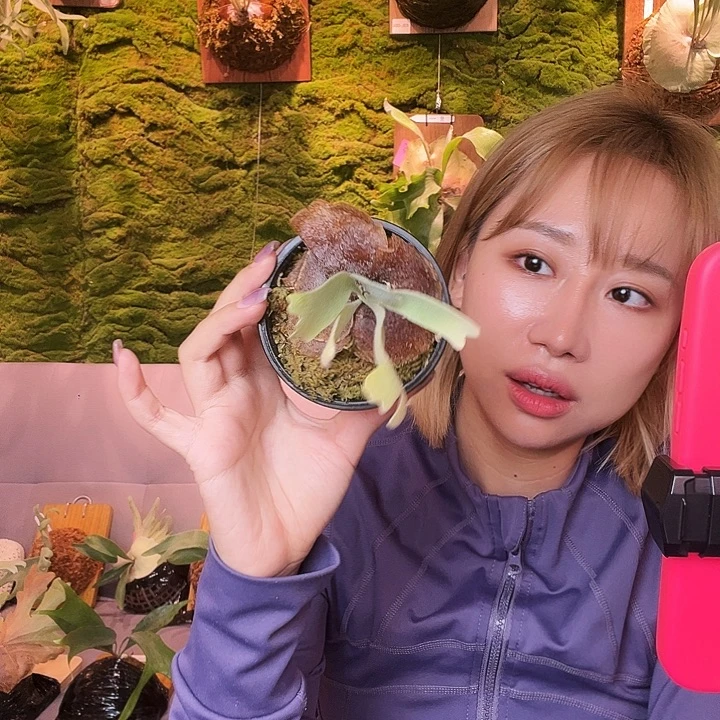 不开花植物a9。