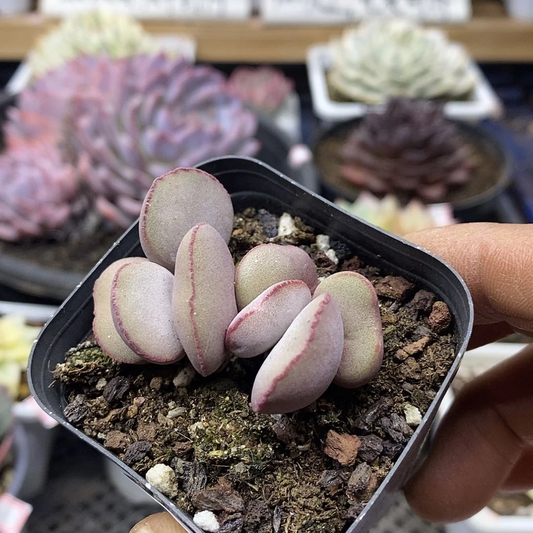 17115 水泡红蛋双头