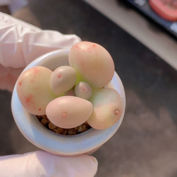 032 萤火虫 花落 底色漂亮