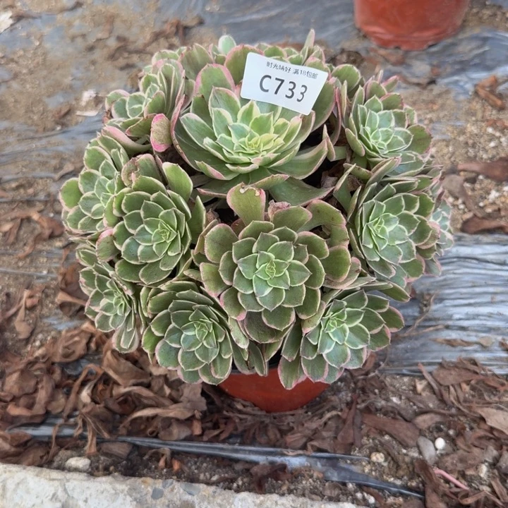733高贵。多肉植物