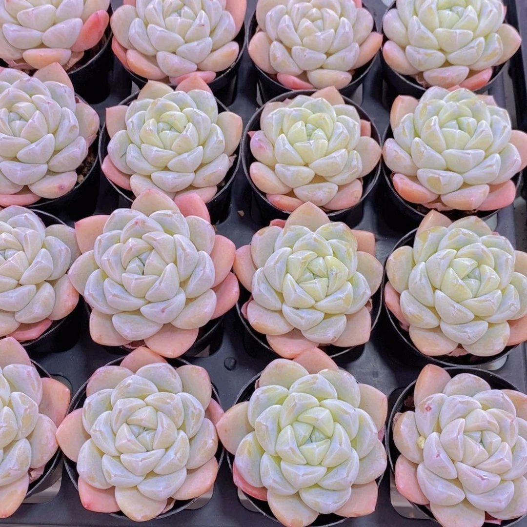 3-3-M精品雪媚娘单头一个