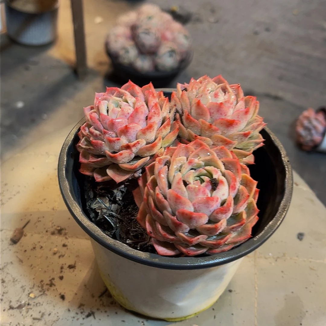 朱砂痣杂交多肉8.8