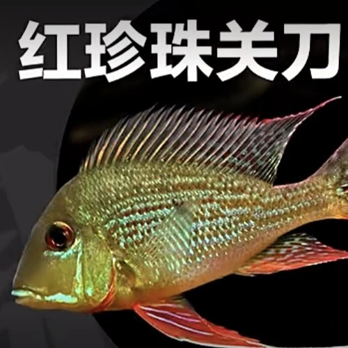 红珍珠关刀食土鲷