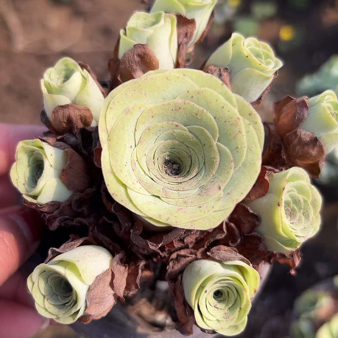 多肉植物多肉植物