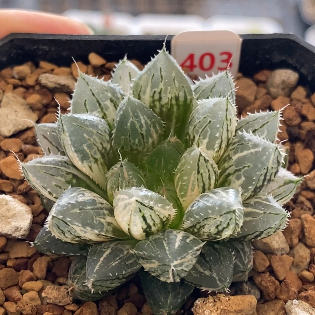 403号楼兰玉露锦多肉