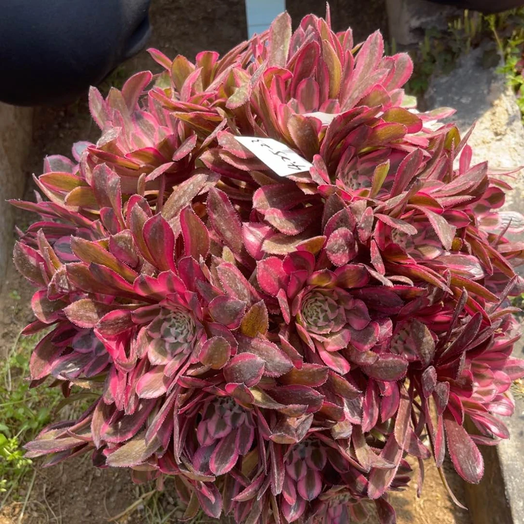 明*～4.25-23粉铜绣球多肉寄养