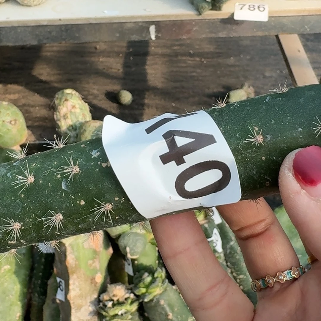 全部花朵圆尤凸尤鲜140