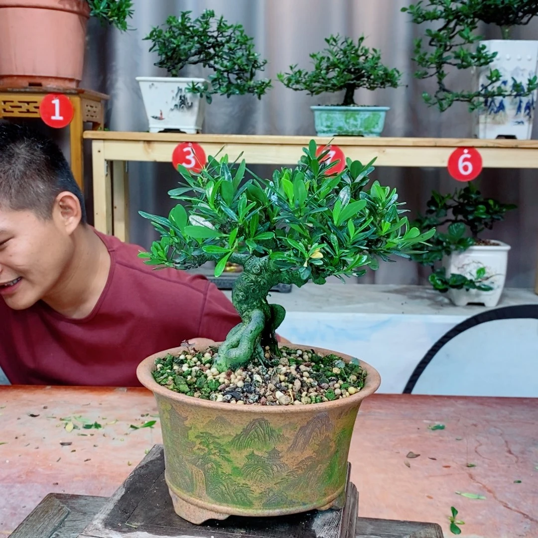 栀子花开了花开花