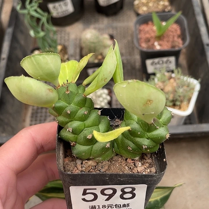 598将军阁（满18包邮）不包叶子后期会长