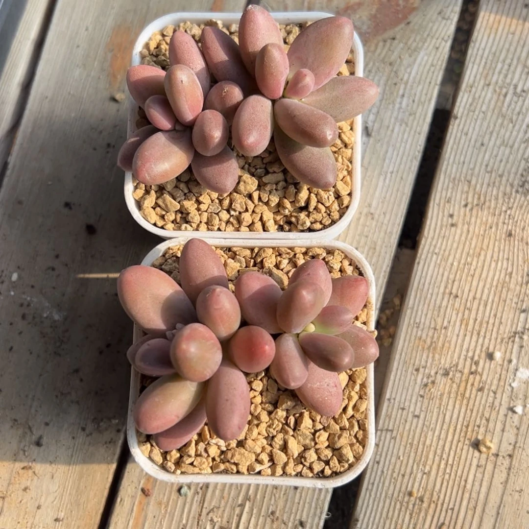 糖果美人组合111111111111