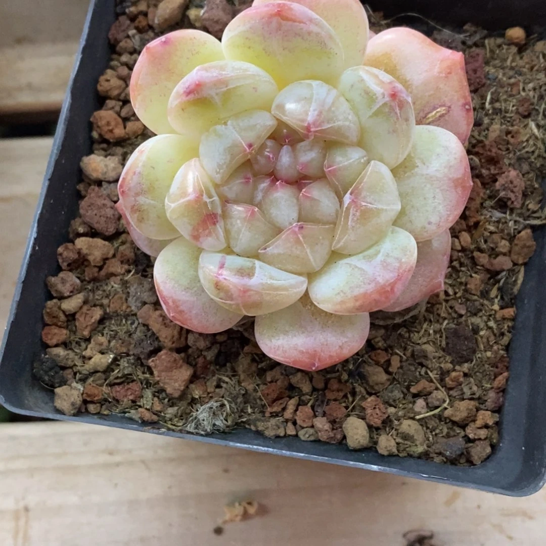 精品多肉一物一拍不包整172