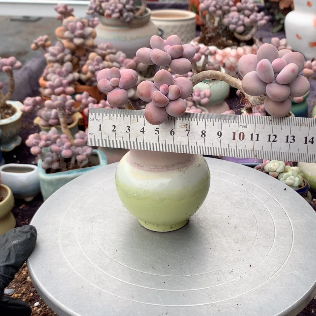 36号桃蛋带盆偏远地区不包邮的