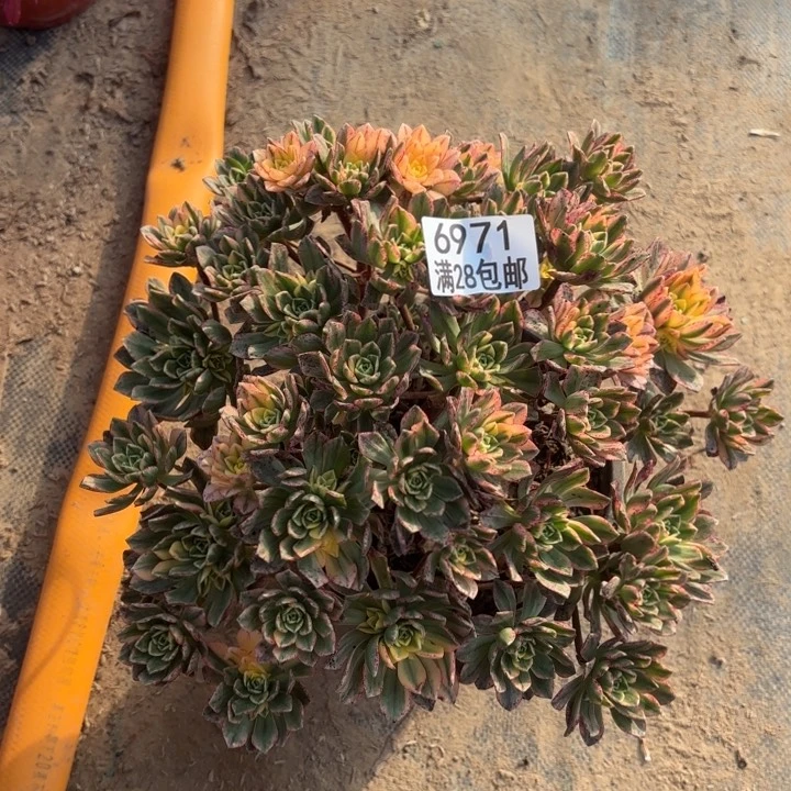 K.  6971甜茶多肉