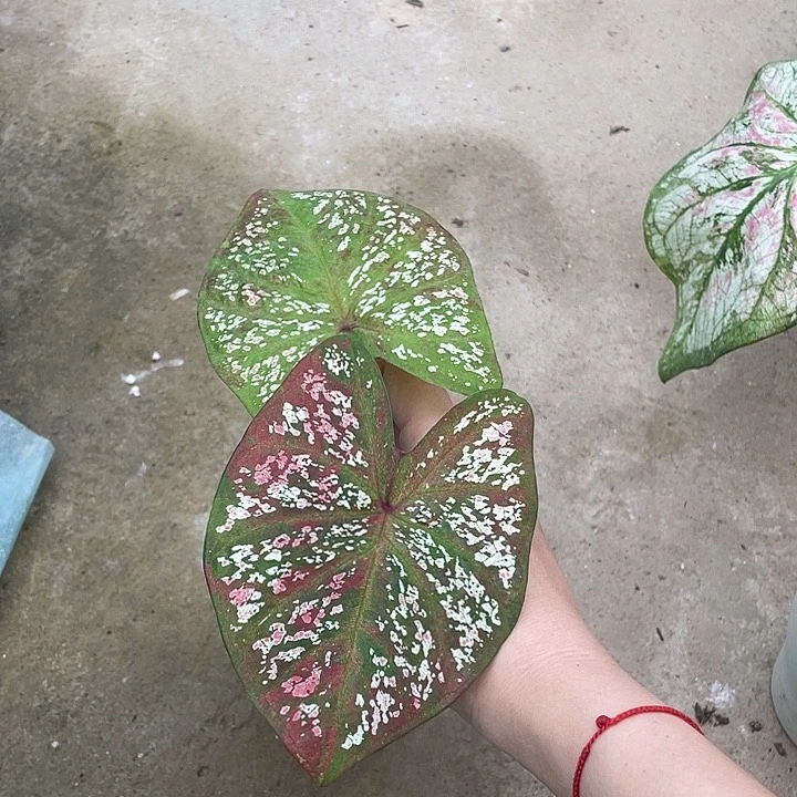 无花朵柠檬红不售后