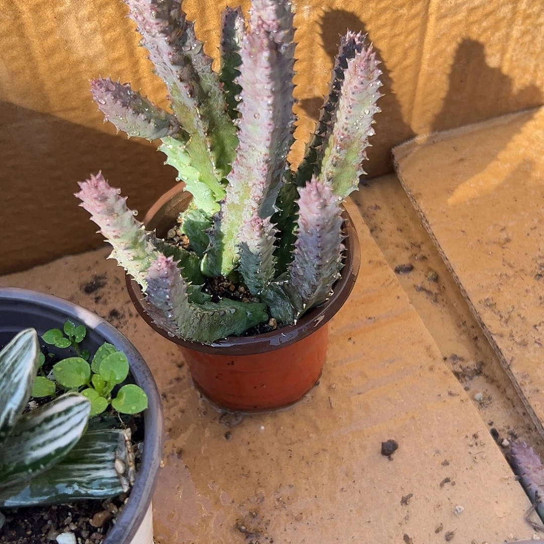 多肉植物甜甜圈群