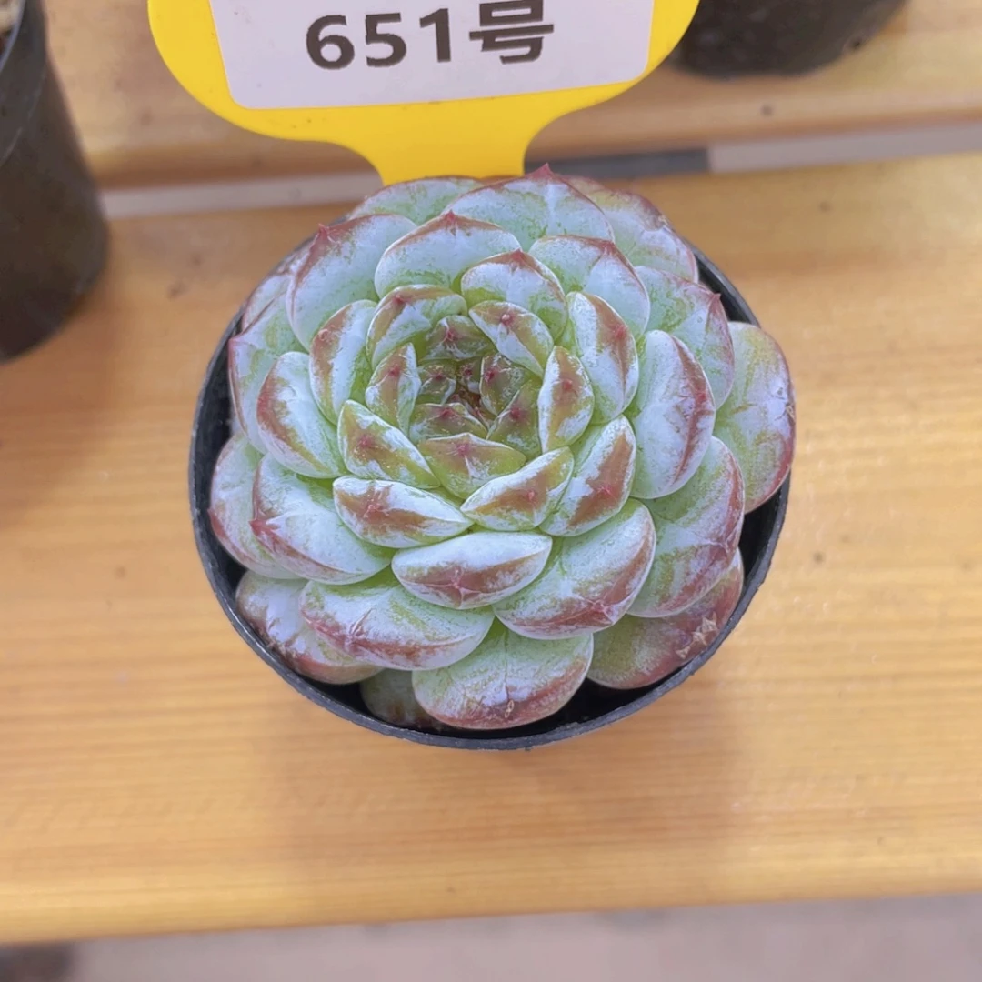 651号 钻石冰透孤品