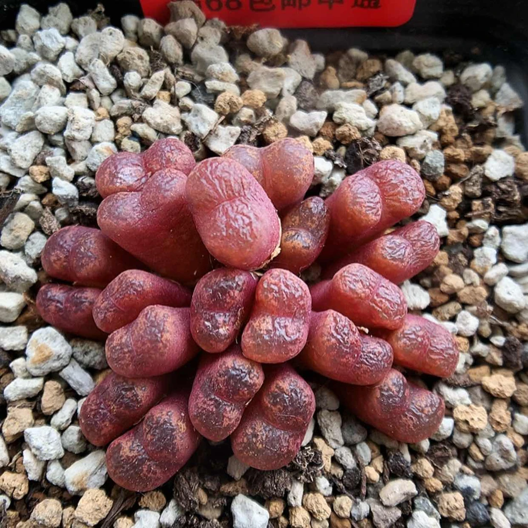 【闪购商品】5-28-7 勋章一群