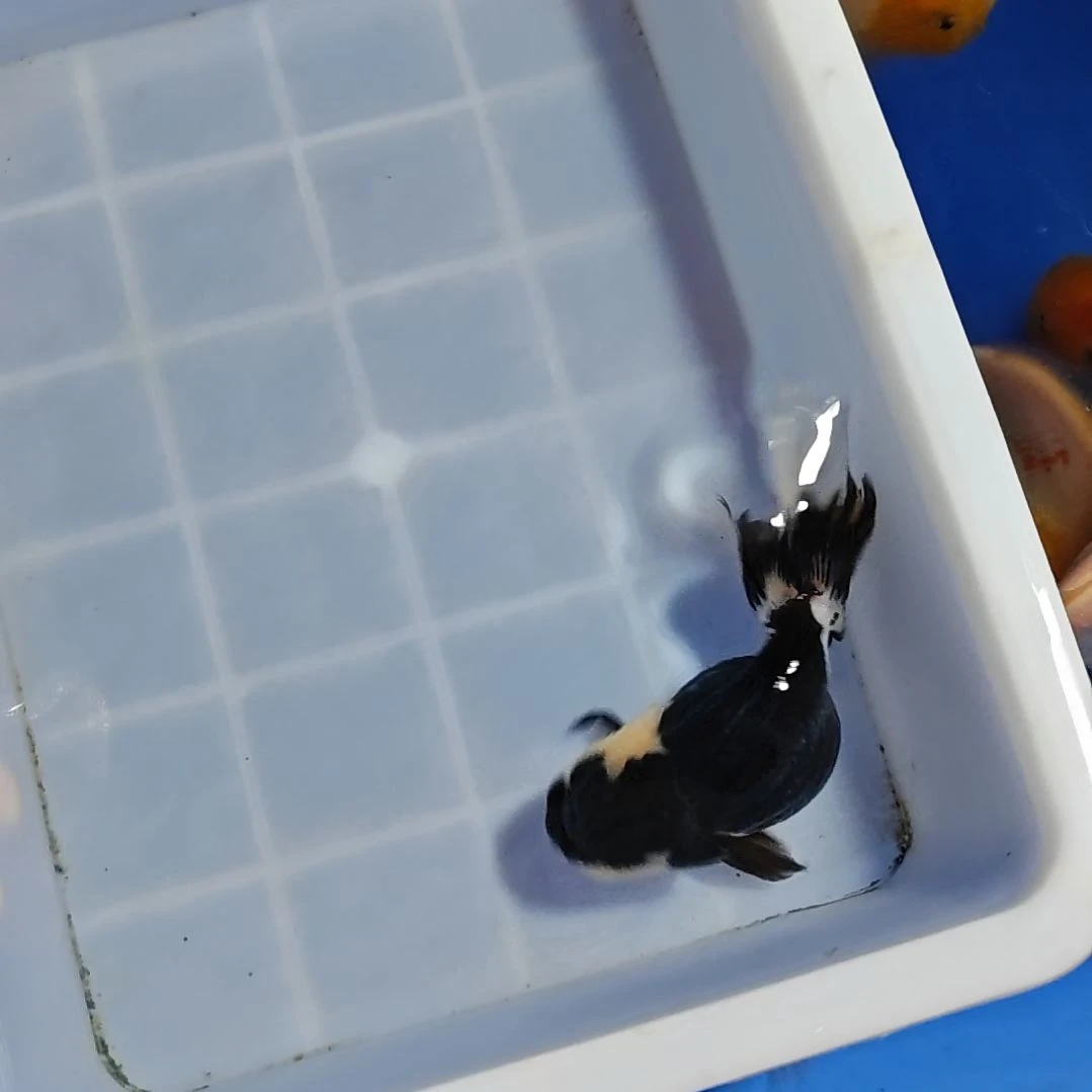 金鱼泰狮金鱼冷水好养
