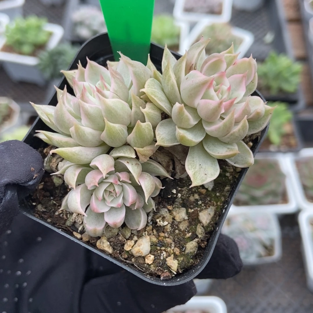 822玛格丽特锦多肉植物