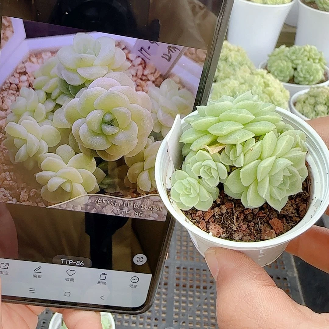 1105-106（ttp-86）优选