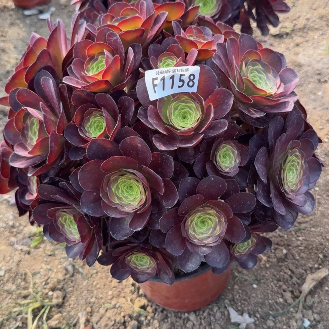 无**岫1158魅金玫瑰。多肉植物