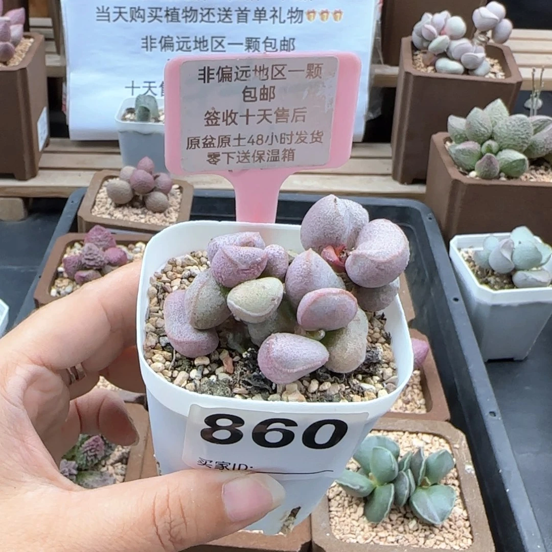 860黛安娜多肉植物微瑕