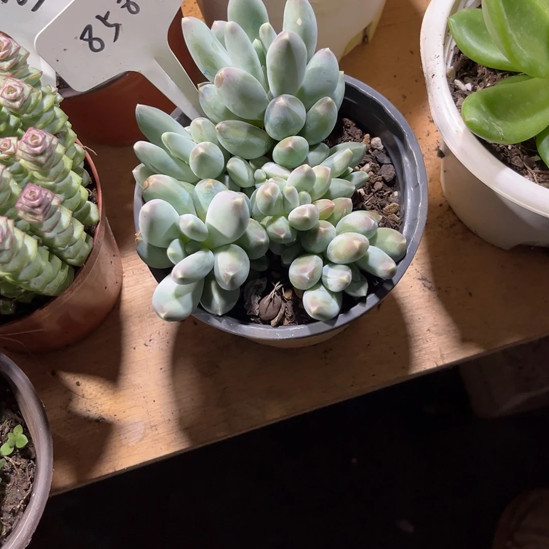 搁***忆0000000000000000000858