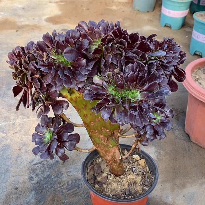 欧紫缀多肉植物7。