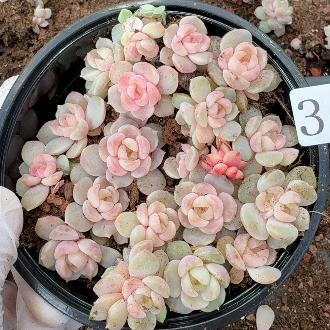 多肉植物多肉植物342